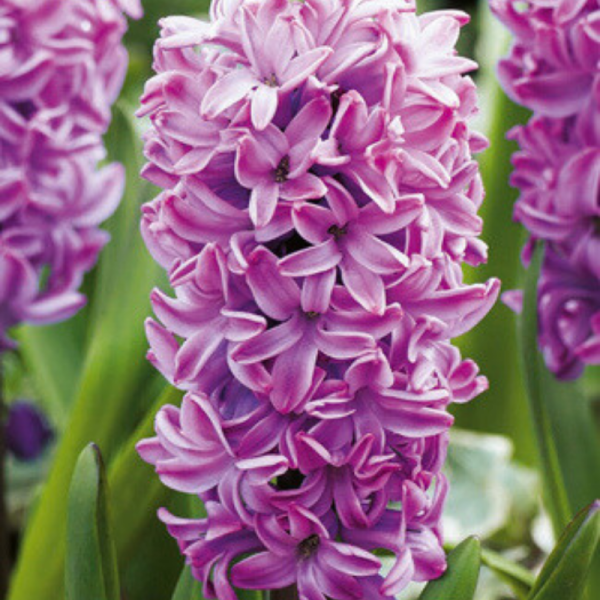 5 bulbes jacinthes Splendid Cornelia