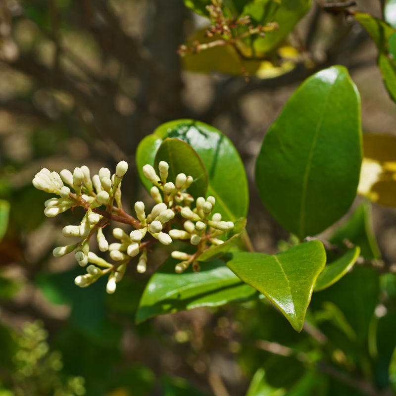 Troène japonicum - Ligustrum japonicum Pot 3L