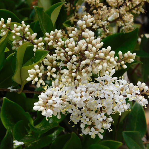 Troène japonicum texanum - Ligustrum japonicum texanum Pot 3L