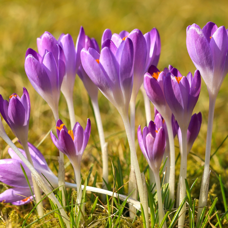 15 bulbes de fleurs Crocus Species Advance