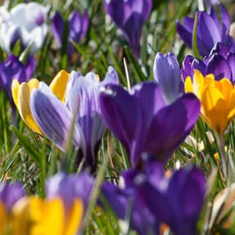 Mix de 10 Crocus Larges Flowering