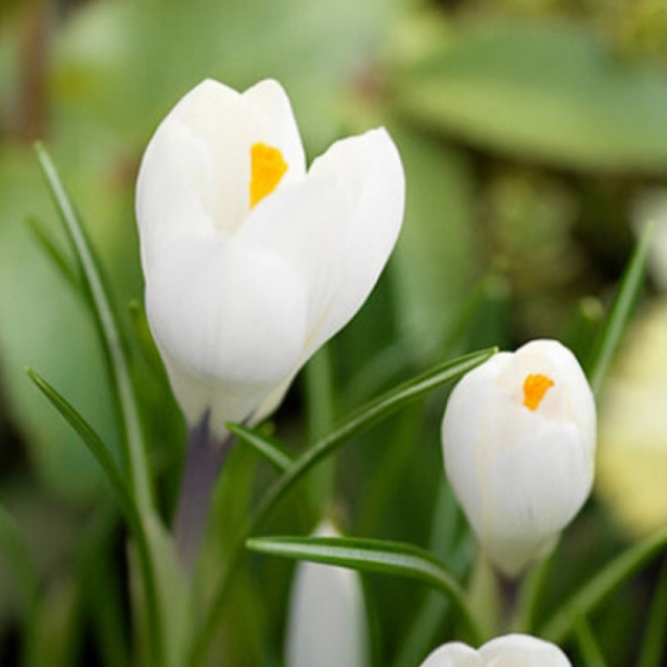 10 Crocus Jeanne d'Arc - Printemps Coloré et Symbole de Liberté