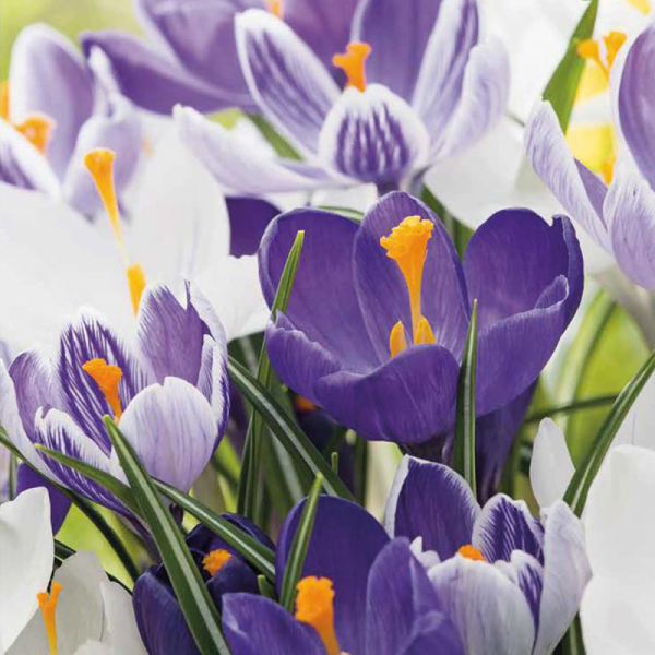 Mix de 10 Crocus bleus et blancs