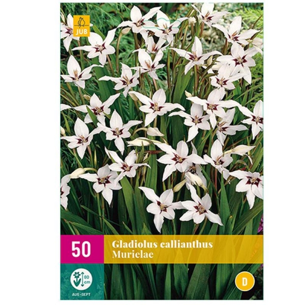 50 GLAÏEULS CALLIANTHUS MURIELAE