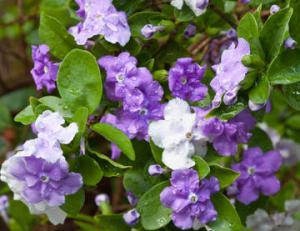 Brunfelsia : Culture, Entretien Et Floraison