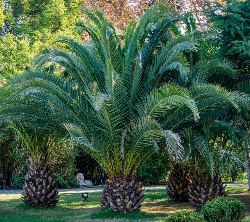 comment planter votre palmier facilement en pleine terre ?