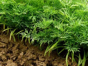 Aneth en pot : conseils de plantation, récolte et utilisation