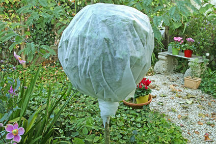La Protection Des Plantes Contre Le Gel Par Le Sapin S'embranche Dans Le  Jardin Photo stock - Image du froid, fermer: 112847008