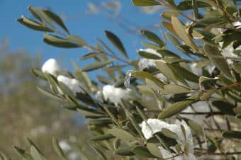 Protéger l'olivier en hiver face au gel