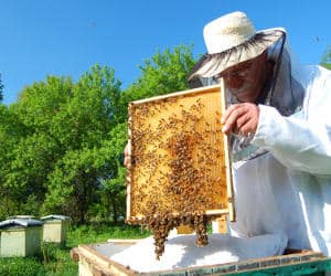Avoir une ruche dans son jardin pour faire du miel