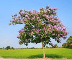 Lilas Des Indes Plantation Taille Et Conseils Dentretien