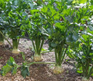 Le céleri au potager