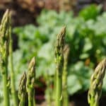 asperge bienfaits vertus 150x150