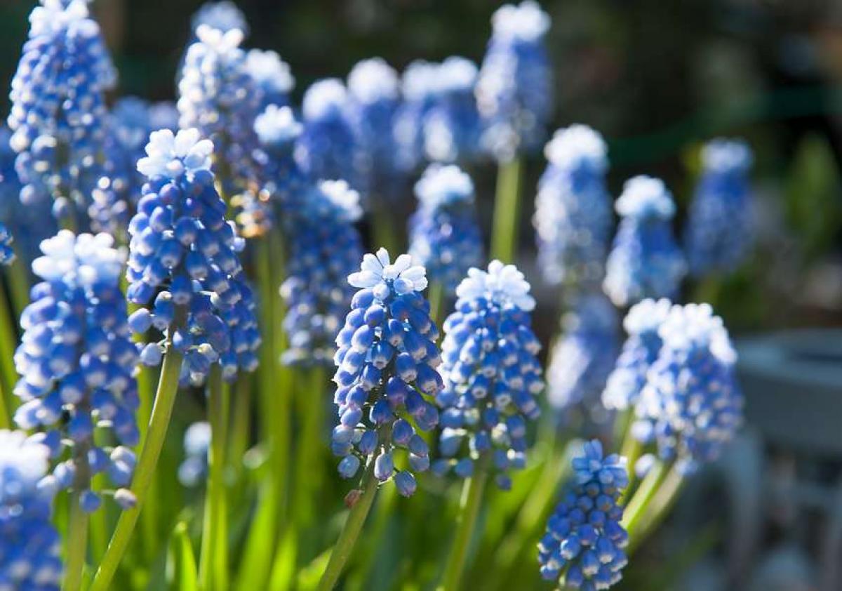 Muscari Plantation Et Conseils D Entretien D Une Jolie Fleur