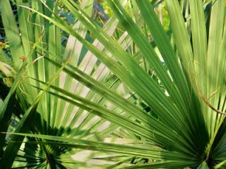 Serenoa repens bienfait - palmier de floride