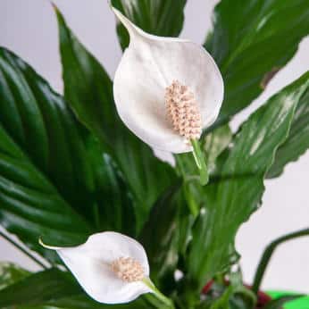 Rempoter le spathiphyllum - Gamm vert