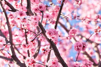 Cerisier Du Japon Plantation Taille Et Conseils D Entretien