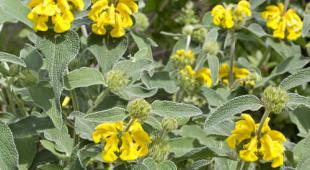 sauge de jerusalem phlomis fruticosa 310x170