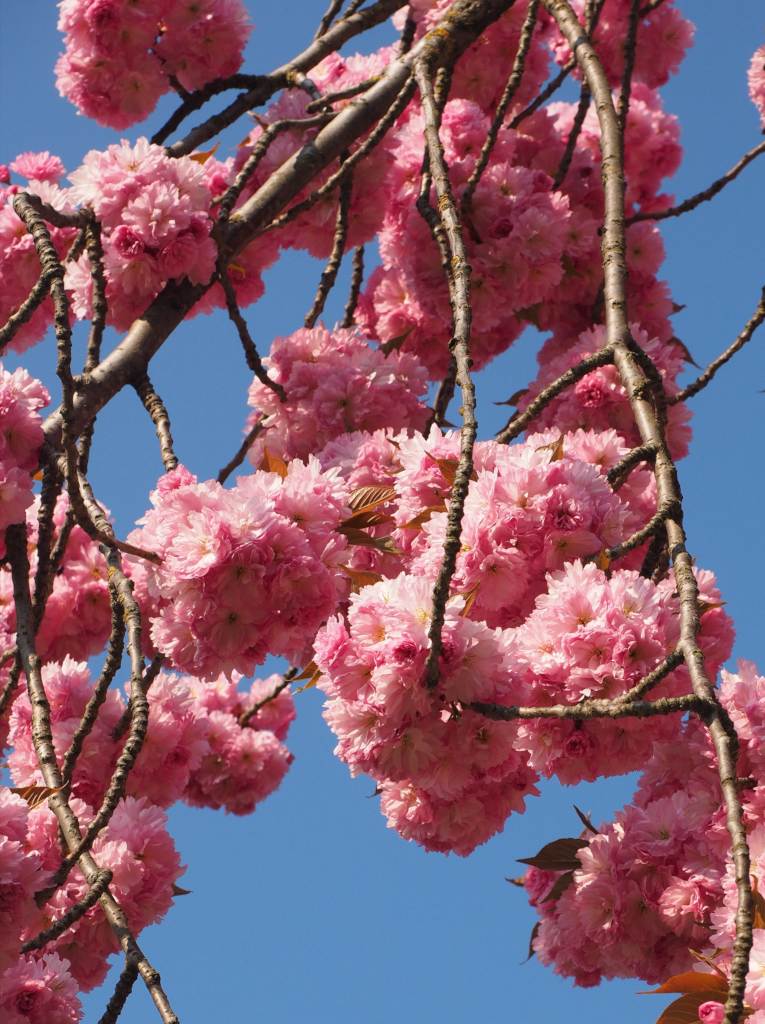 Japanese Cherry Tree Images ~ Kiera Atkinson: Okame Japanese Flowering ...
