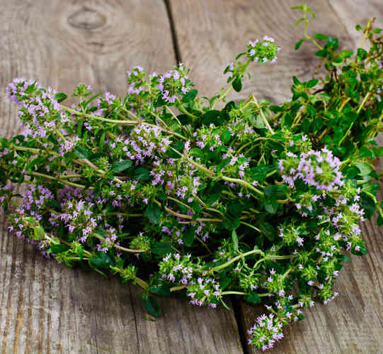 young living thyme uses