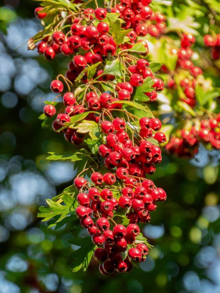 Hawthorn - planting, pruning, care for this useful hedge ...