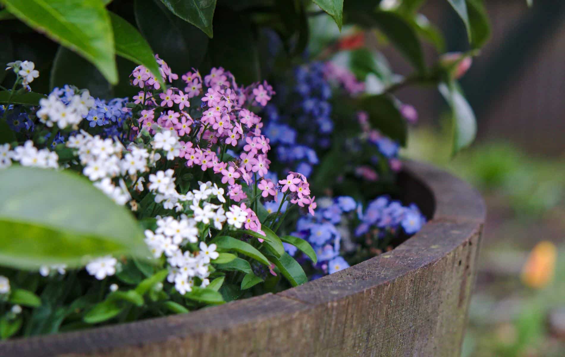 Forget-me-not - how to plant and grow myosotis, cute edge flowers