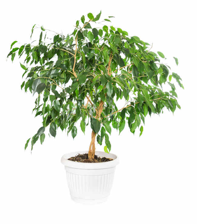 Plante En Pot De Ficus Benjamina Et Vaporisateur Vert Sur Fond