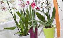 Orchidee Conseils Et Astuces Entretien Et Floraison