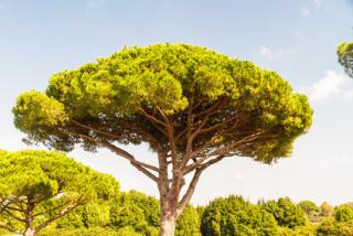 Taille et entretien du pin parasol - pinus pinea