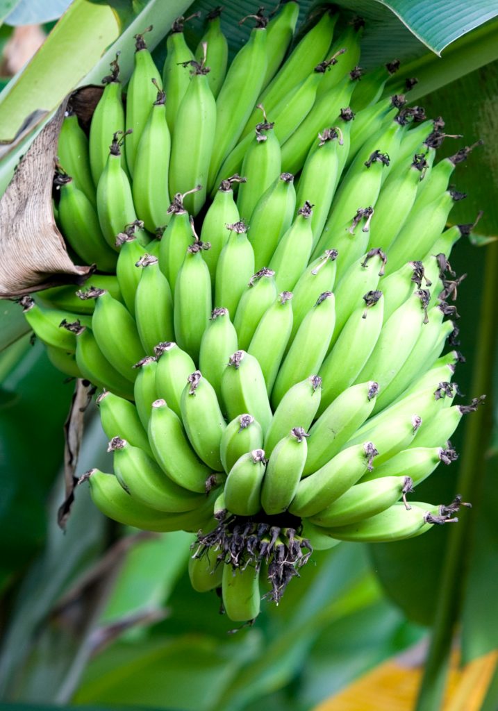 banana-tree-growing-and-advice-on-caring-for-it-with-expert-video-advice