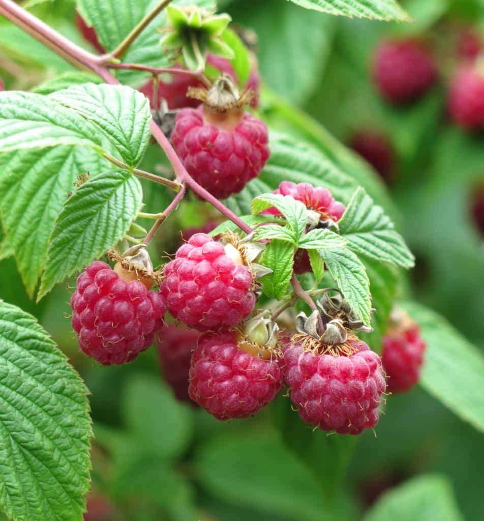 How To Plant Raspberry Bushes Video – Raspberry