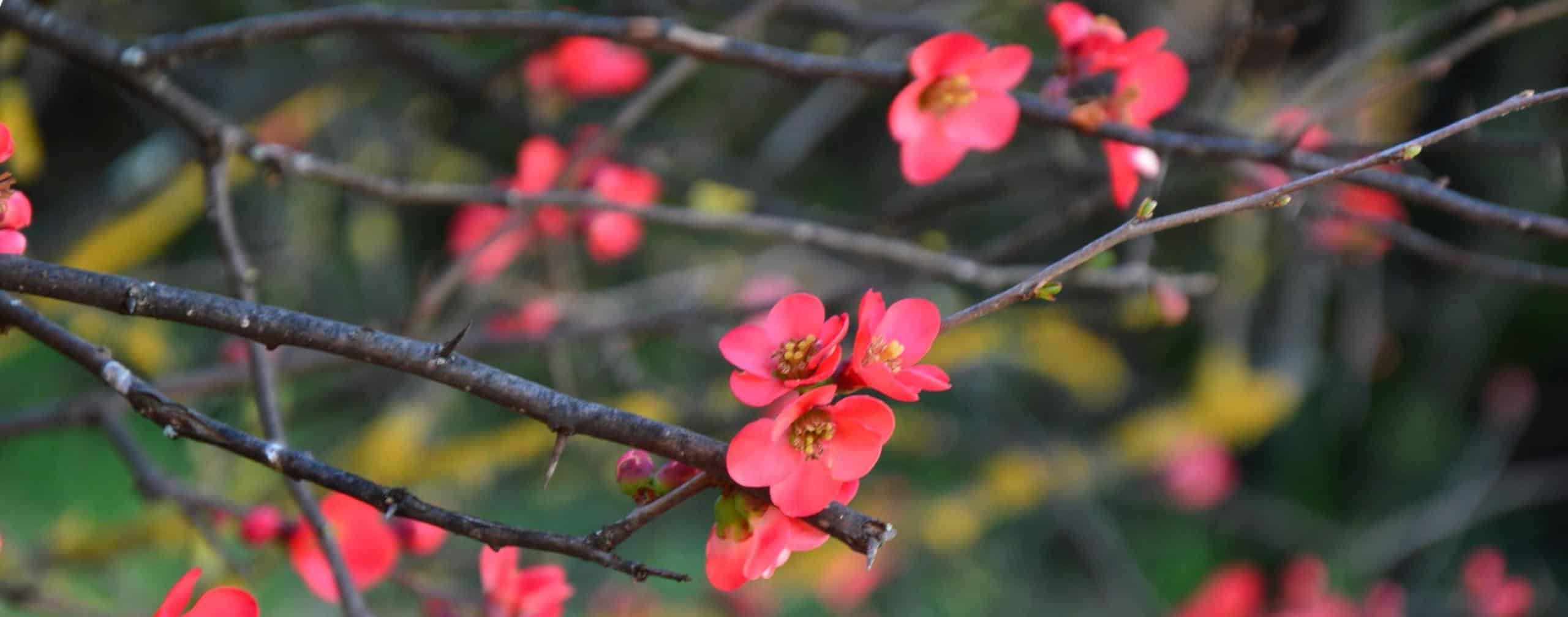 Pom Poms  Plum Grove