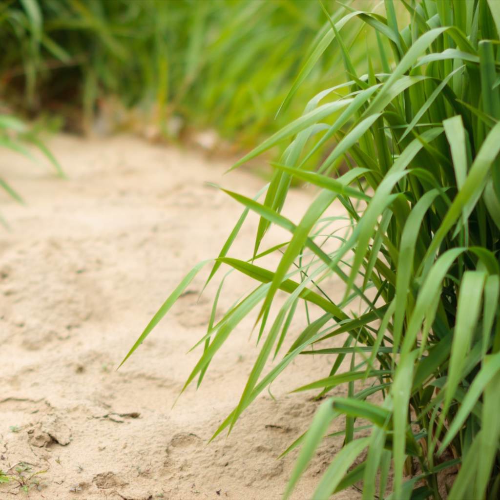 Can I Grow Plants in Sand? 10+ Plants that Thrive in Sand