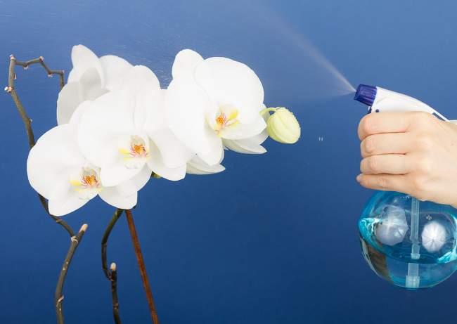 L'entretien de votre Phalaenopsis (Orchidée papillon) - Gauthier fleurs et  jardin