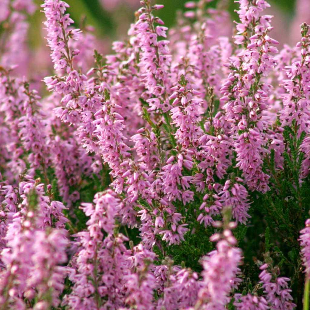 Common Heather Tips To Care For Calluna Vulgaris In The Best Possible Way