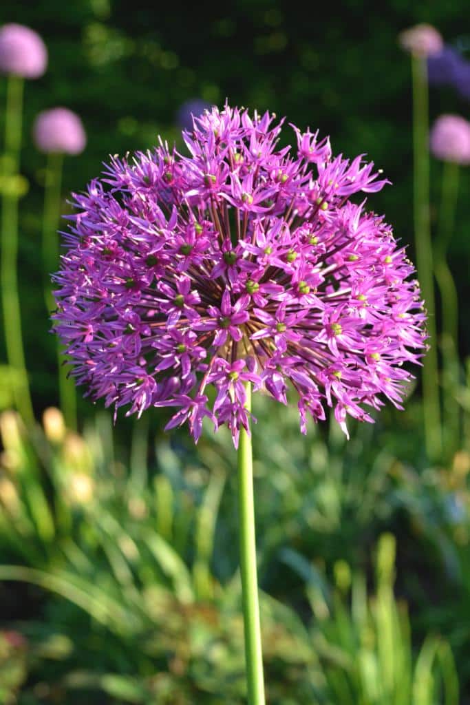 Ornamental onion - advice on caring for this pom-pom plant