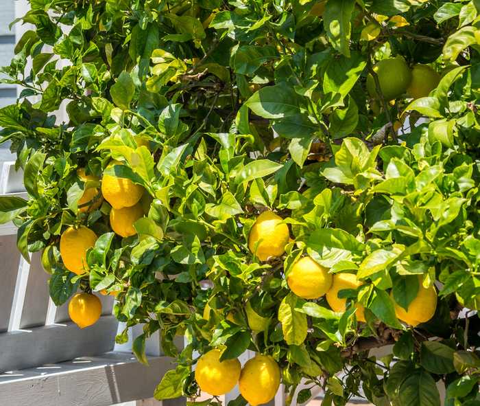 Planter et prendre soin du citronnier: - Mein schöner Garten
