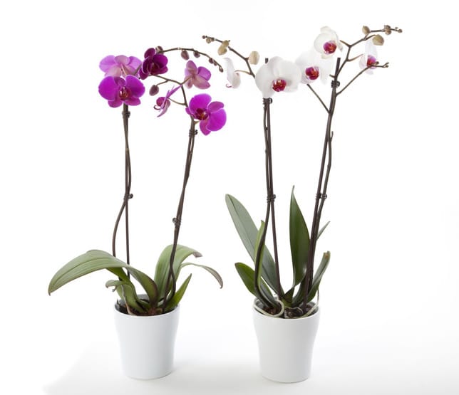 Orchidée : exposition, entretien et variétés - Gamm vert