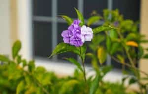 Brunfelsia : Culture, Entretien Et Floraison