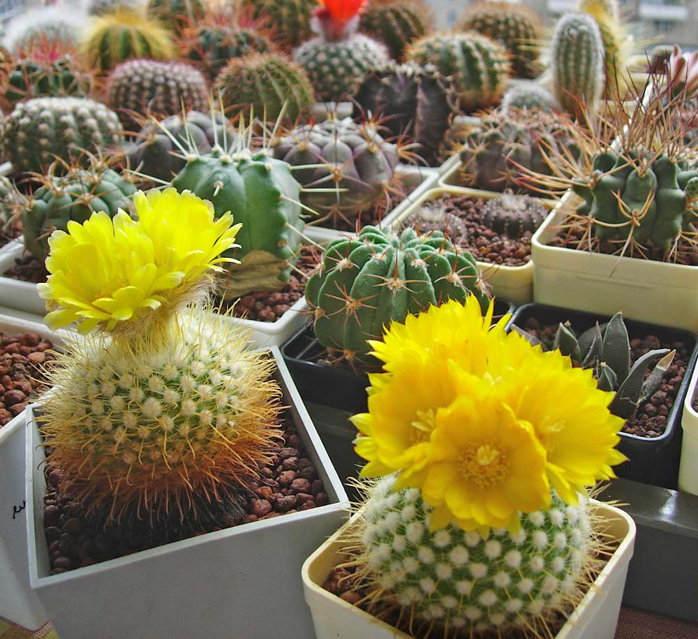 Comment combiner les plus beaux cactus et plantes grasses