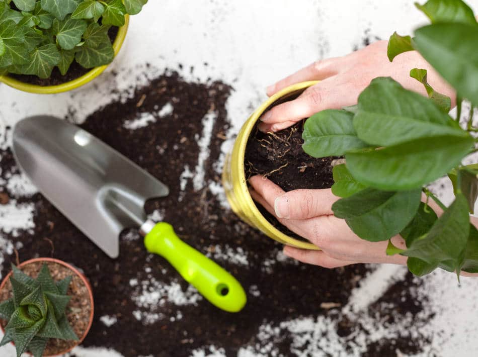 Comment rempoter ses plantes en pot ? - Magazine Avantages