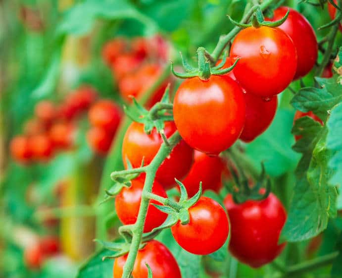 La taille des tomates et leur conduite - Blog Promesse de fleurs