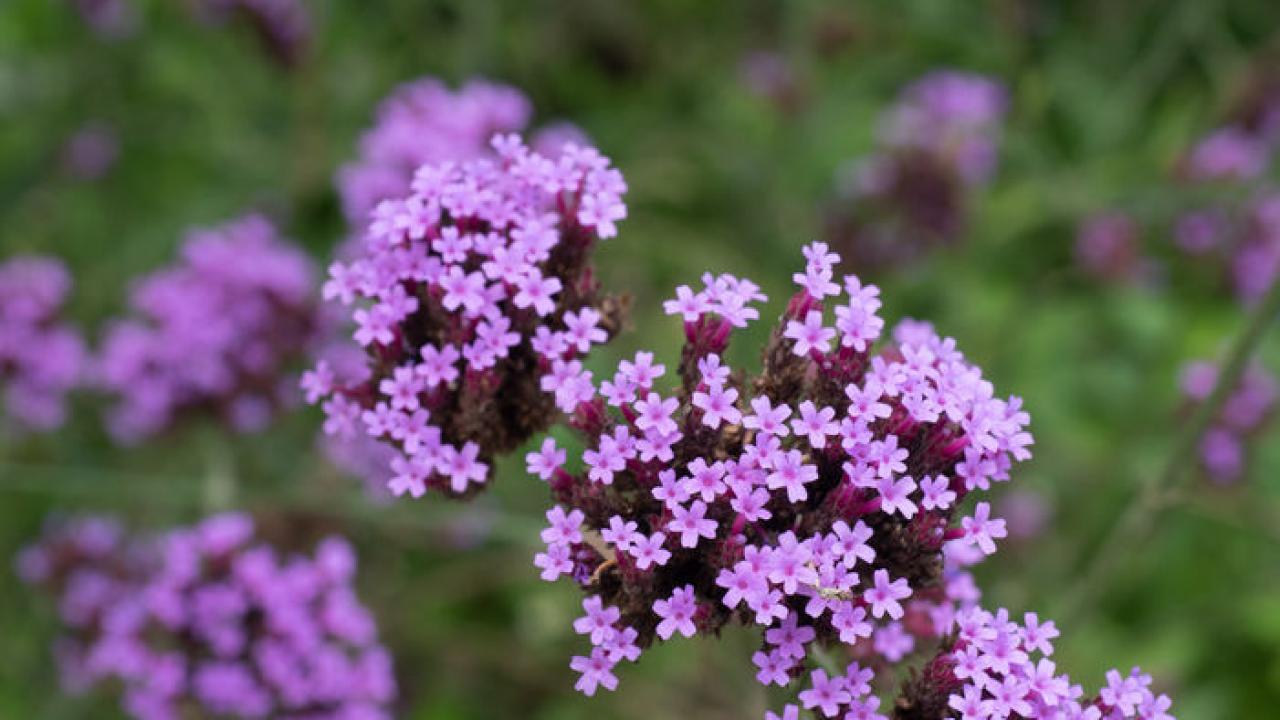 Как нарисовать вербену