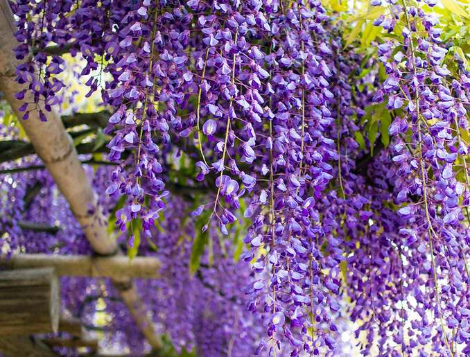 Luojuny Graines de glycine, 50 pièces/sac graines de glycine vivaces bien  fleuries plantes grimpantes graines de fleurs de glycine violette pour parc