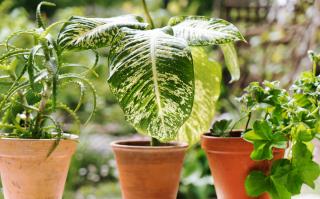 Nettoyer les plantes vertes d'intérieur sans les abîmer : toutes