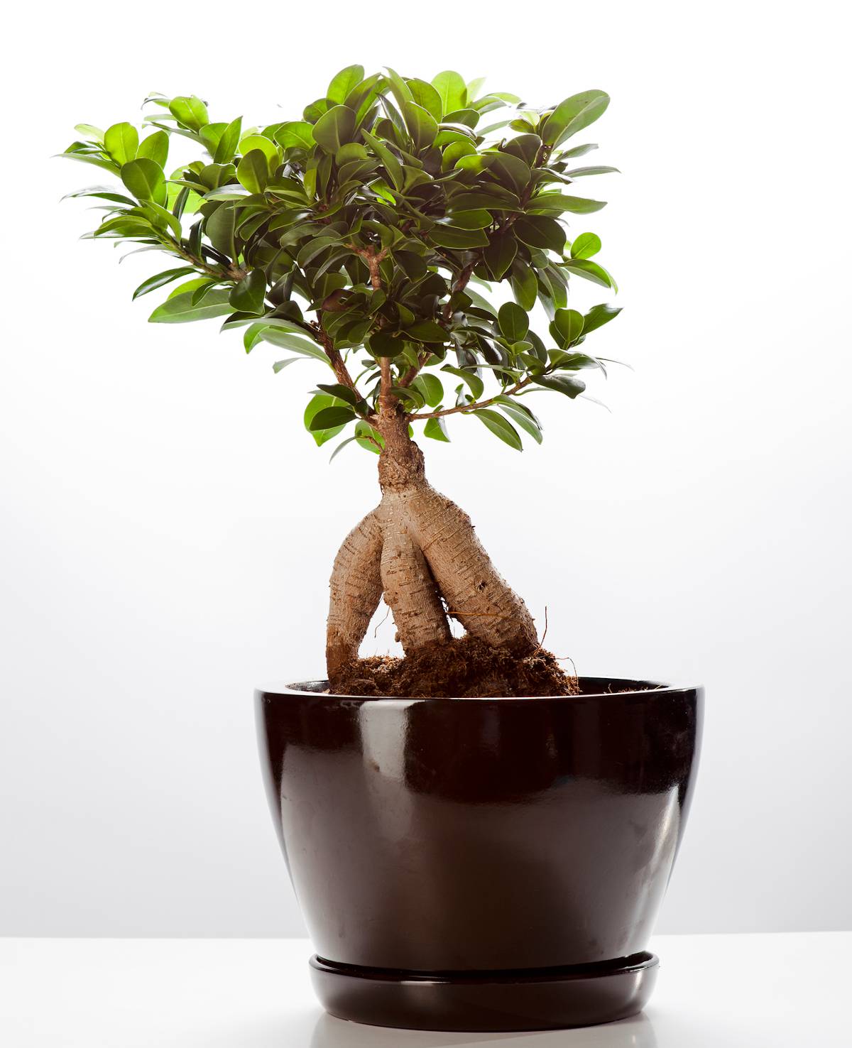 Cultiver et entretenir les bonsaïs