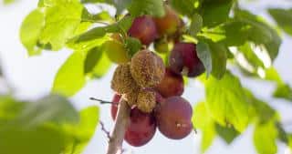 Fruit qui moisit sur l'arbre - maladie des fruitiers