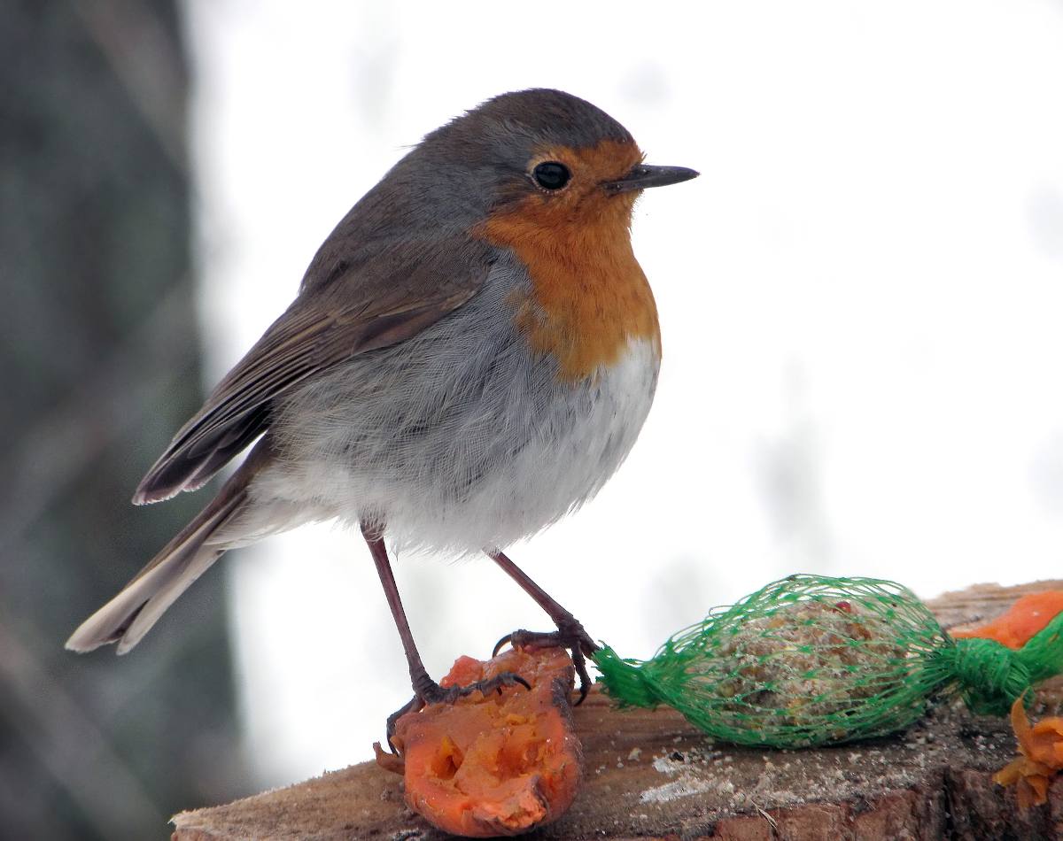 Nourrir les oiseaux en hiver : trois erreurs graves à ne pas