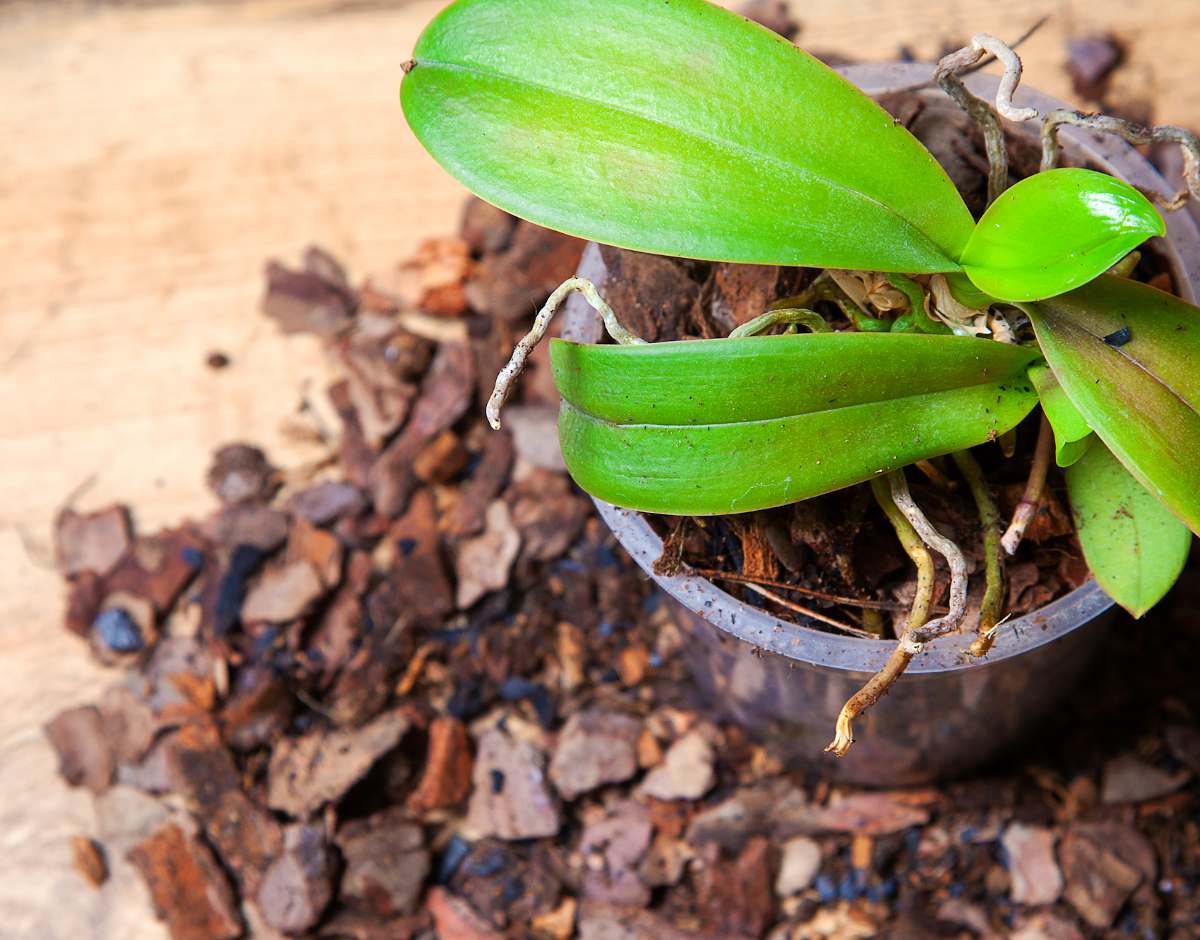 Comment rempoter vos orchidées avec le substrat spécial pour orchidées  Seramis 