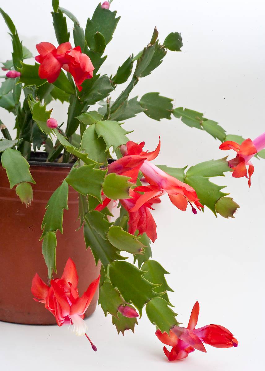 Comment multiplier le cactus de Noël ? - Blog Promesse de fleurs